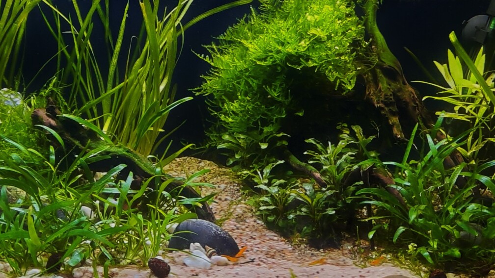 Aquarium Hauptansicht von The Meadow -aufgelöst-