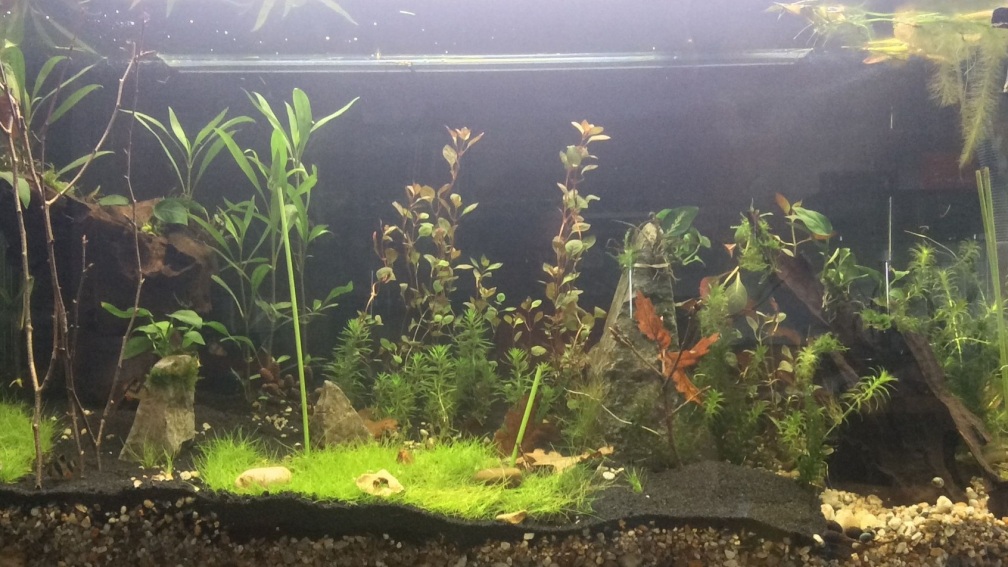 Aquarium Hauptansicht von `Hide & Seek` Asia Pond