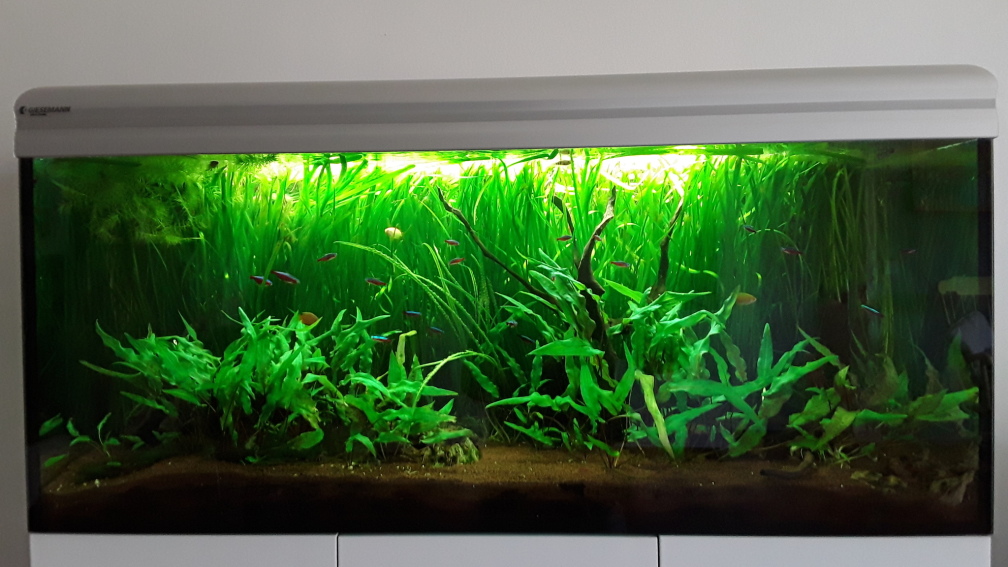 Aquarium Hauptansicht von Schorschis Dickicht
