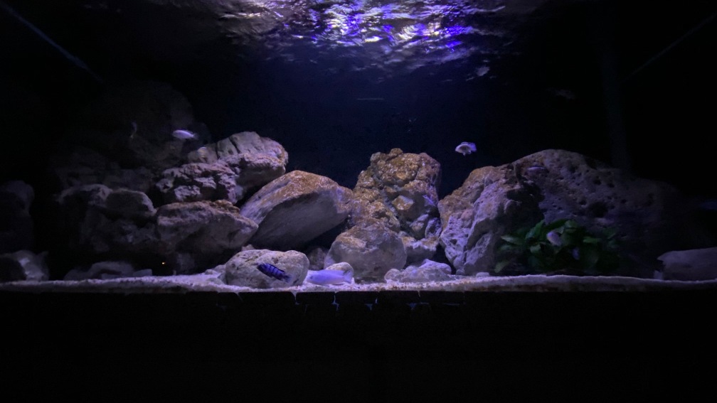 Malawi Reef 2.0 Malawi Reef 2.0