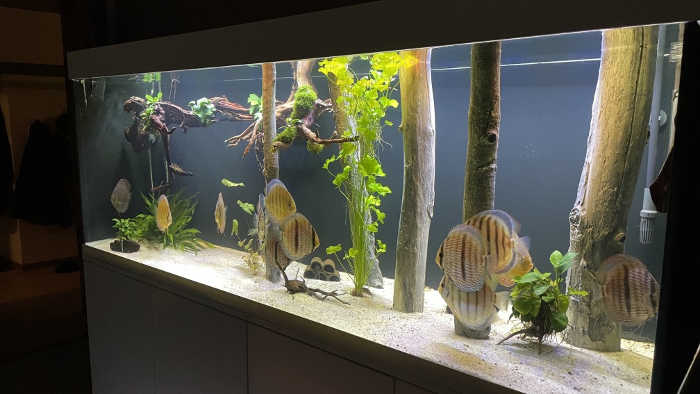 Aquarium Hauptansicht von Mein Wunsch