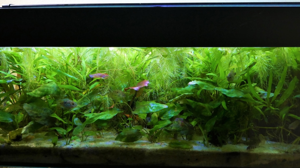 Aquarium Hauptansicht von Süd-Mittelamerikansiches Gesellschaftsbecken