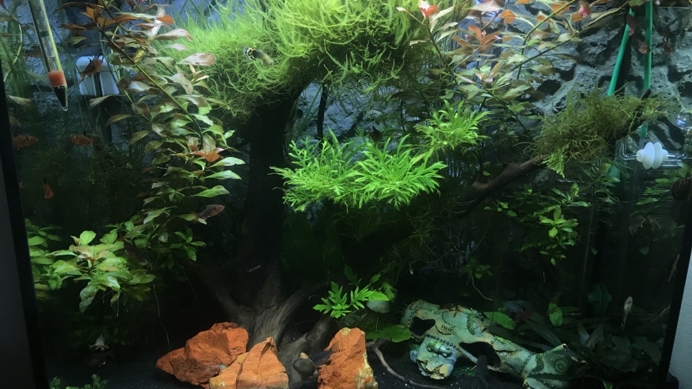 Aquarium Hauptansicht von Südamerika am Schreibtisch