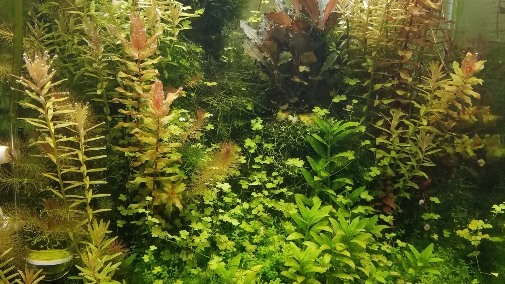 Aquarium Hauptansicht von DARIO DARIO