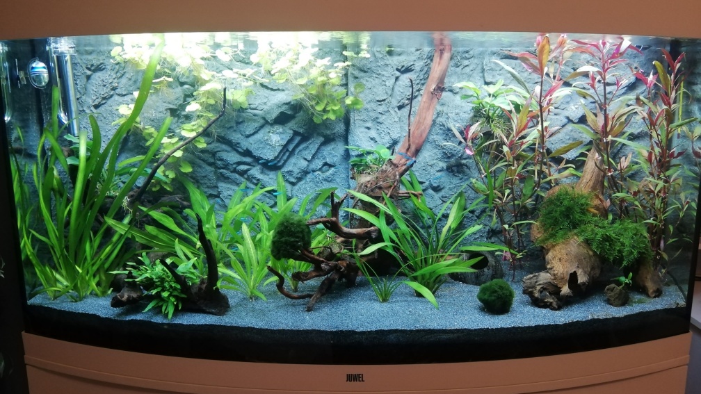 Aquarium Hauptansicht von Mein 1.Aquarium