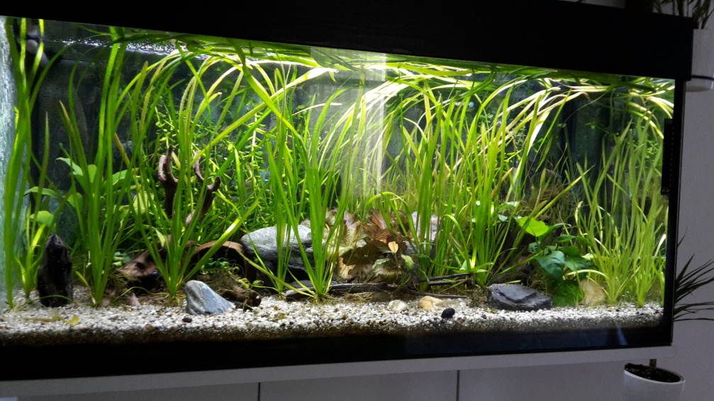 Aquarium Hauptansicht von Becken 42595