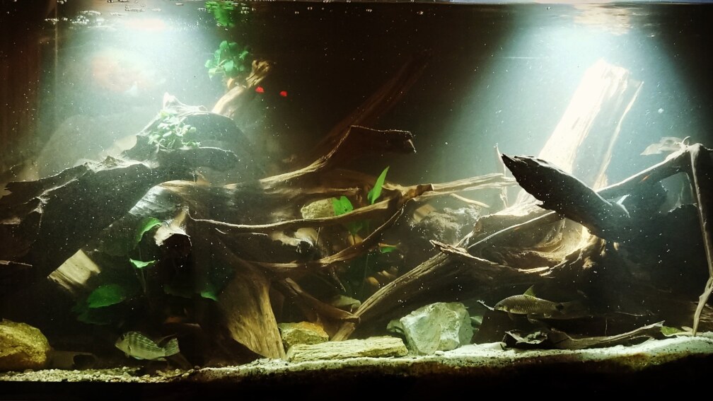 Aquarium Hauptansicht von Südamerika Pfütze