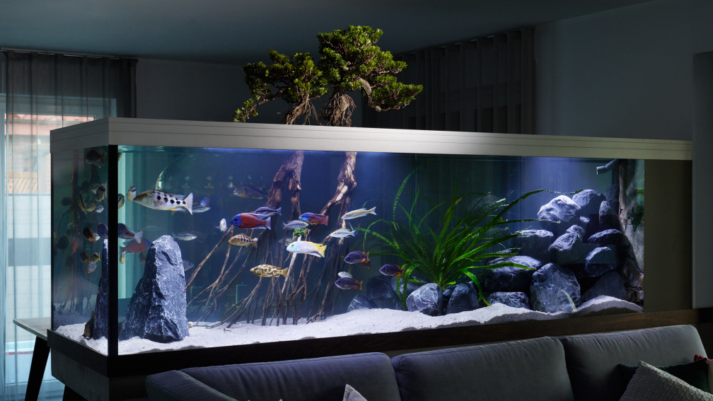 Aquarium Hauptansicht von Predator Bay 2020