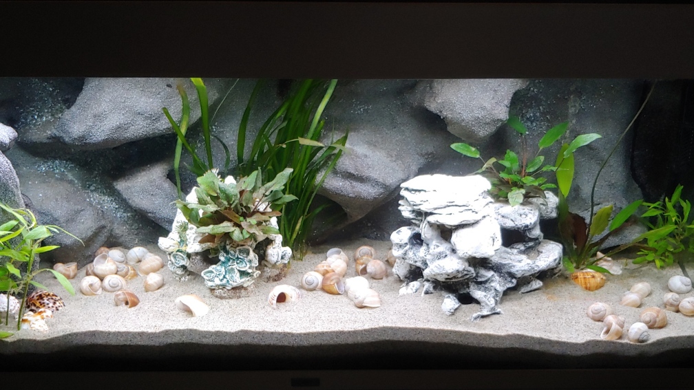 Aquarium Hauptansicht von Tanganjika-Becken