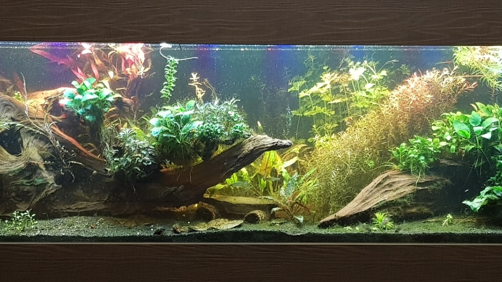 Aquarium Hauptansicht von Gesellschaftsbecken 13.01.21