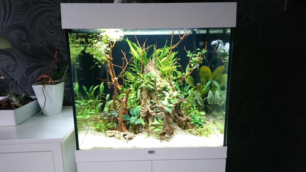 Gesellschafts Aquarium 