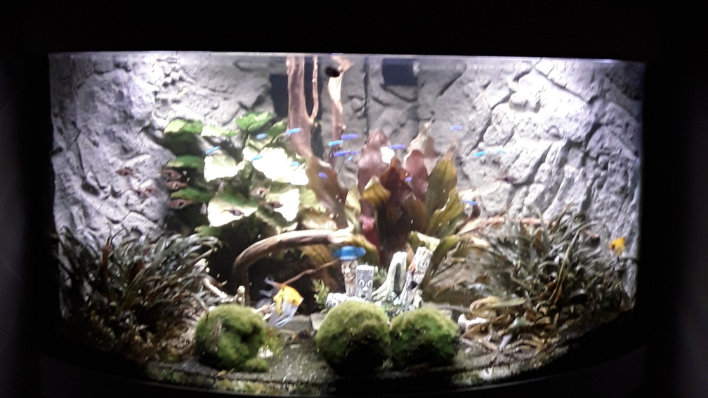 Aquarium Hauptansicht von Becken 43125
