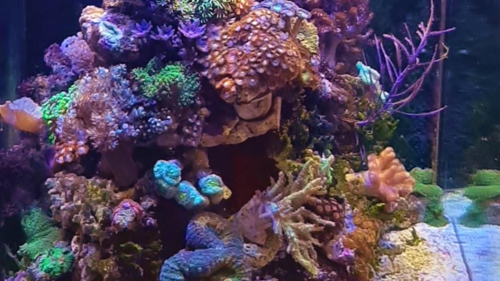 Aquarium Hauptansicht von dennerle nano cube