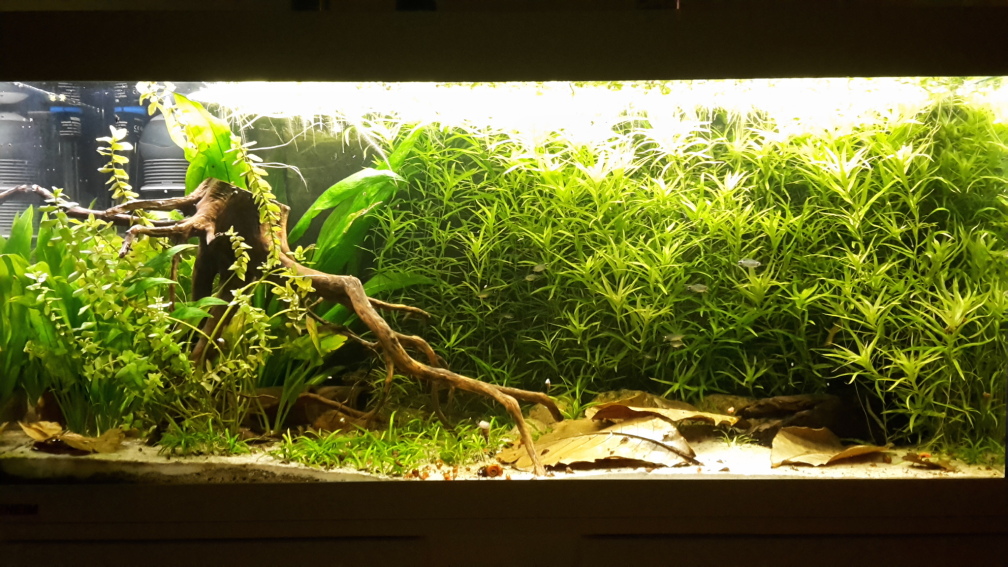 Aquarium Hauptansicht von Rio Paraguay