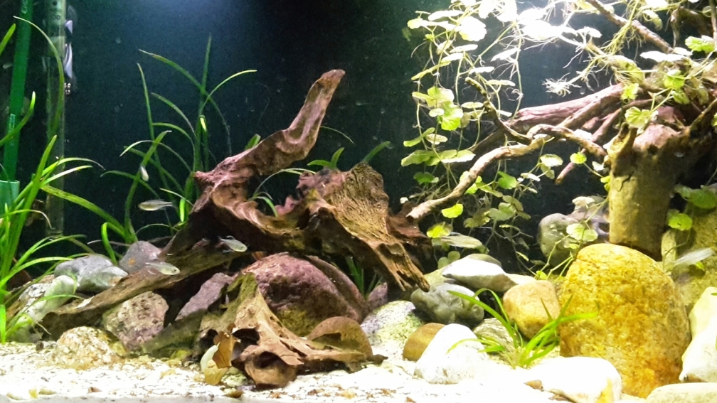 Aquarium Hauptansicht von Rio Tocantins