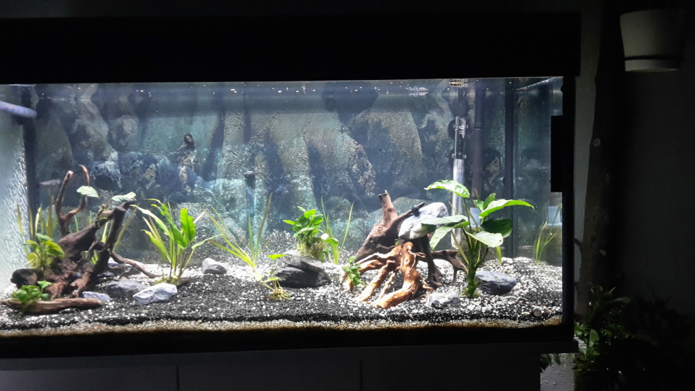 Aquarium Hauptansicht von Becken 43247