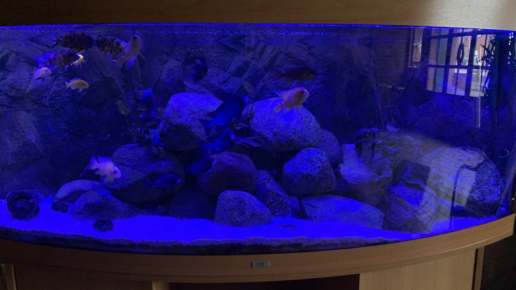 Aquarium Hauptansicht von Meine Malawi Ecke