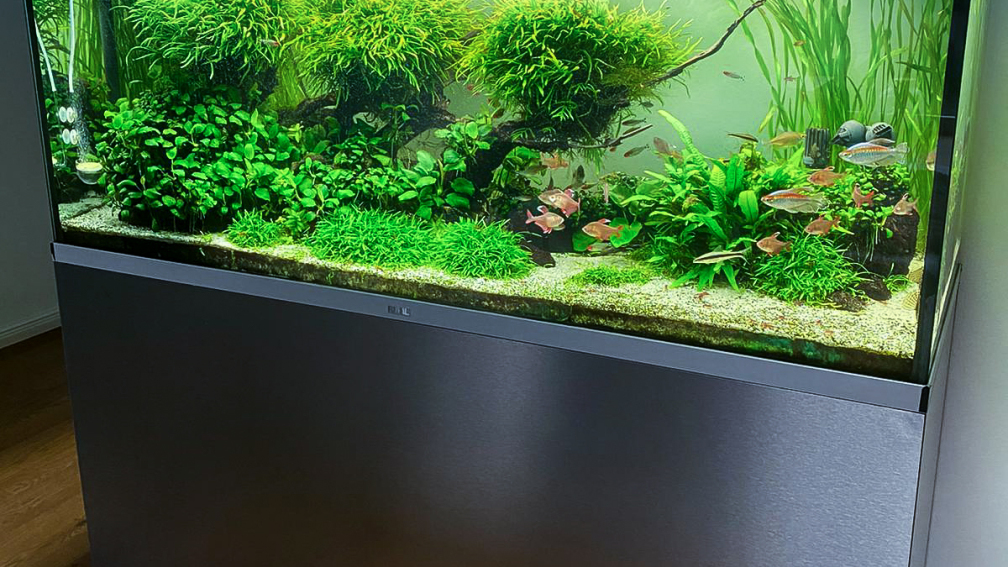 Aquarium Hauptansicht von Fluval Profile 1500 Kundenaquarium