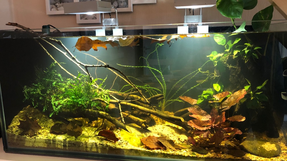 Aquarium Hauptansicht von Pool Malebo Kongo