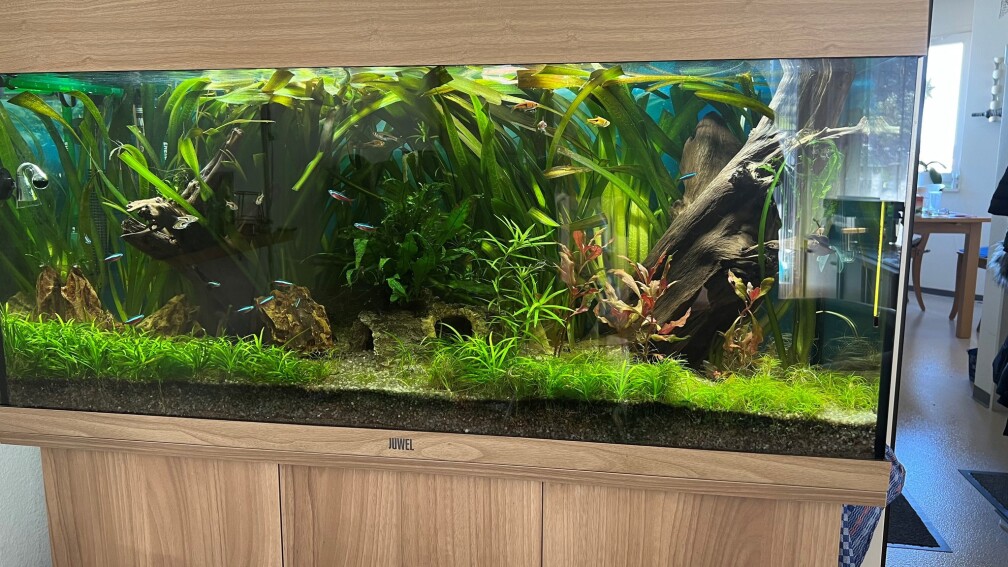 Aquarium Hauptansicht von Zuri,s Gesellschaftsbecken