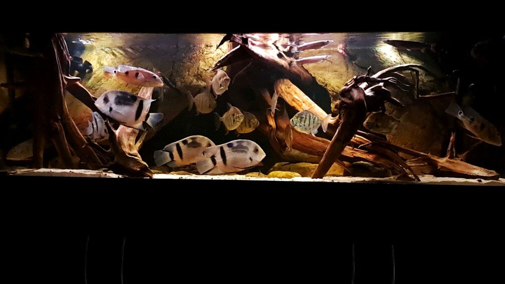 Aquarium Hauptansicht von Amazonas-Biotop (aufgelöst, nur noch als Beispiel) Aquarium Hauptansicht von Amazonas-Biotop (aufgelöst, nur noch als Beispiel)
