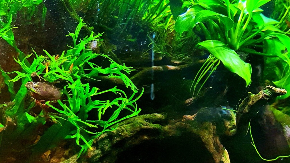 Aquarium Hauptansicht von Wurzelwald