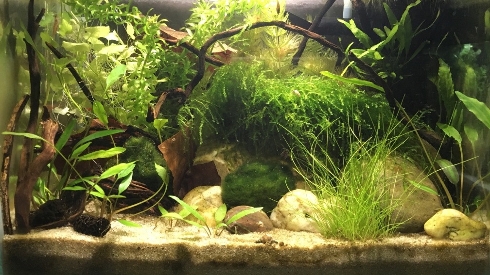 Aquarium Hauptansicht von Notfallbecken