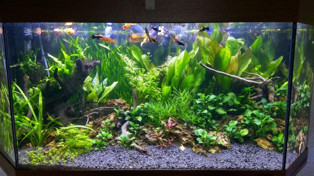 Aquarium Hauptansicht von Gesellschaftsbecken Aquarium Hauptansicht von Gesellschaftsbecken