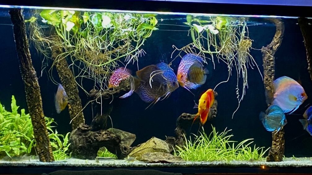 Aquarium Hauptansicht von First Diskus