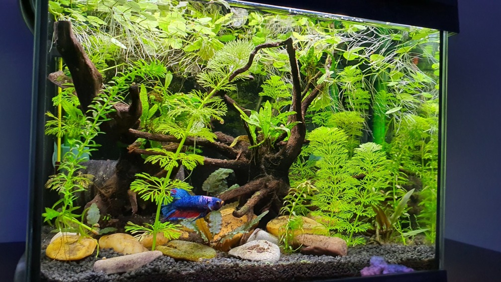 Aquarium Hauptansicht von Kampffischparadies