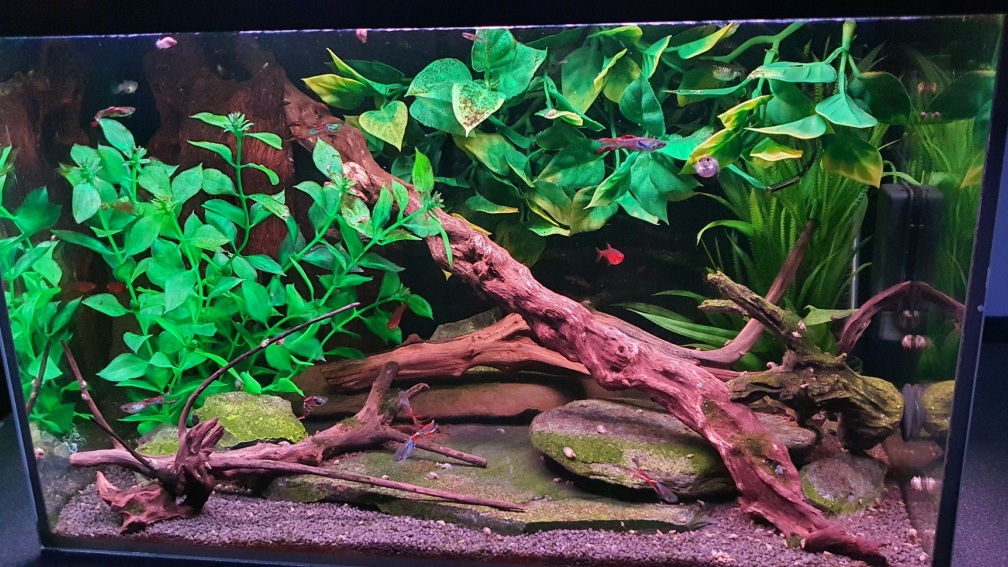 Aquarium Hauptansicht von Endlerzuchtparadies
