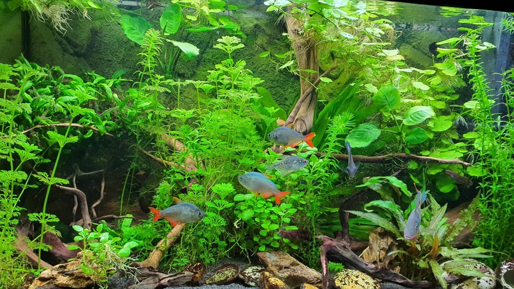 Aquarium Hauptansicht von Pflanzenparadies