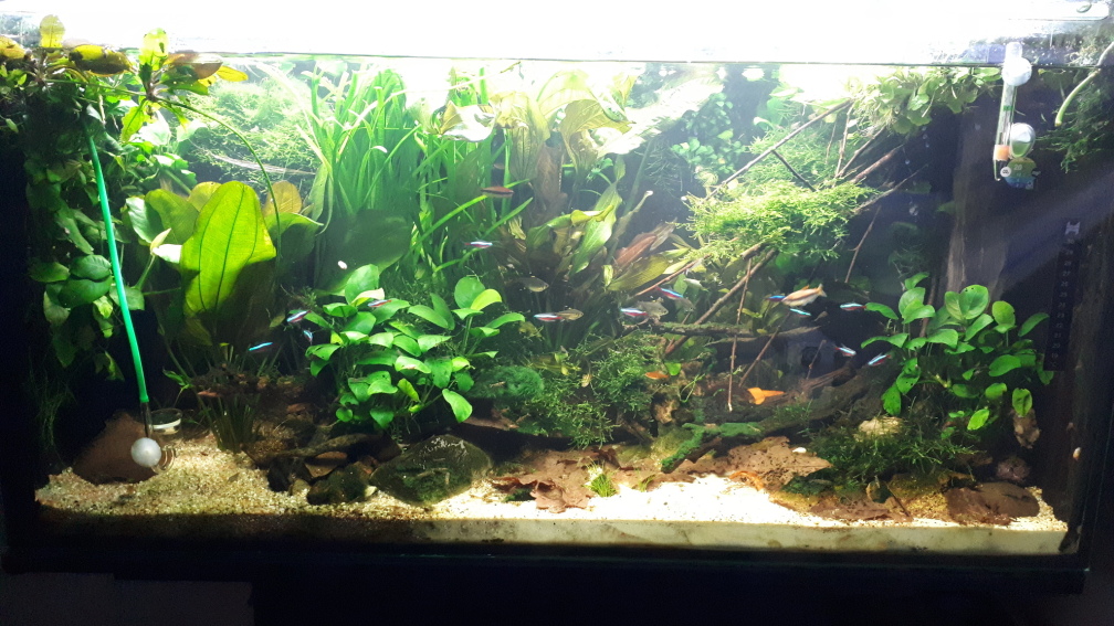 Aquarium Hauptansicht von Apistogramma Becken (nur noch Beispiel)