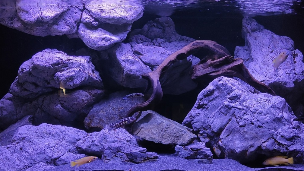 Aquarium Hauptansicht von Vivaline Rocks
