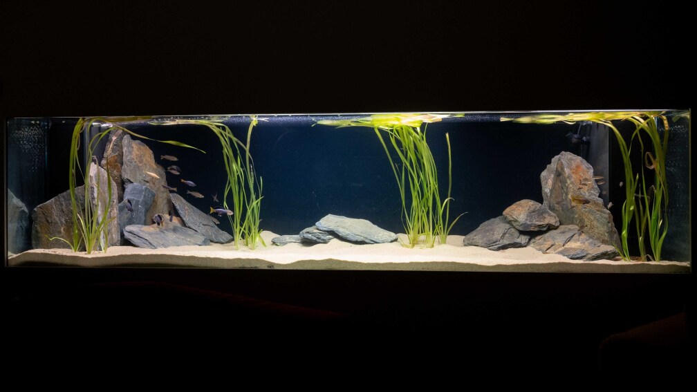 Aquarium Hauptansicht von Projekt Tanganjika 2500 (aufgelöst)