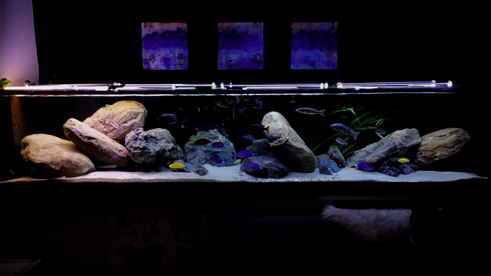 Aquarium Hauptansicht von Mein Räubertraum