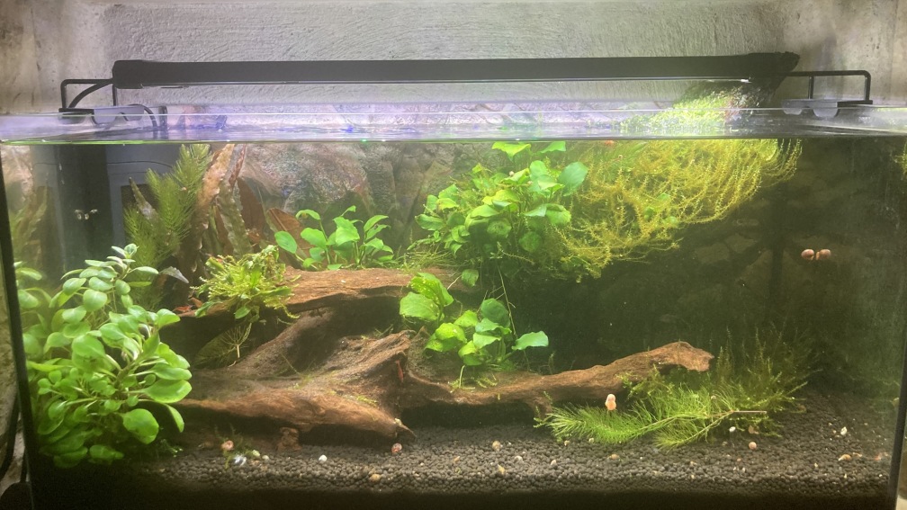 Sunken Tree