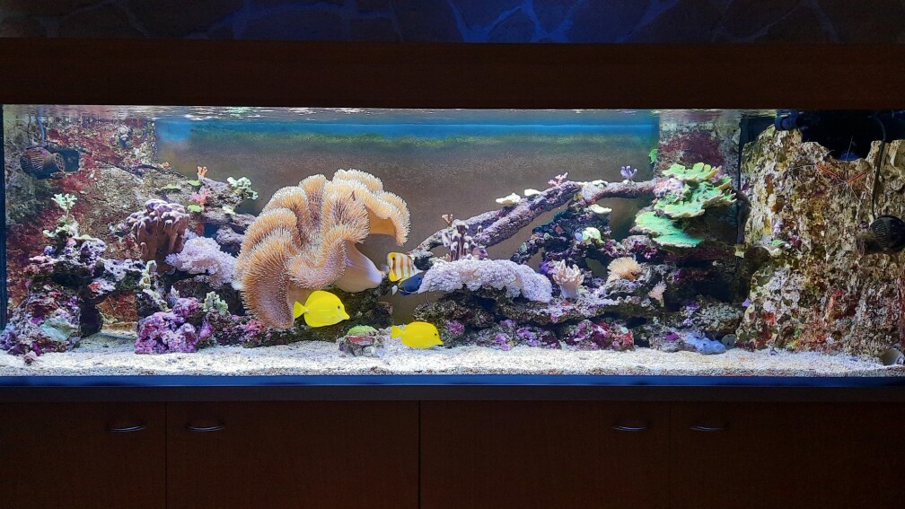Aquarium Hauptansicht von Meerwasseraquarium