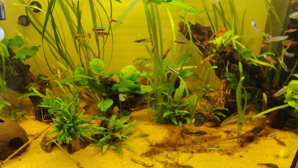 Aquarium Hauptansicht von Gesellschaftsaquarium/Biotob