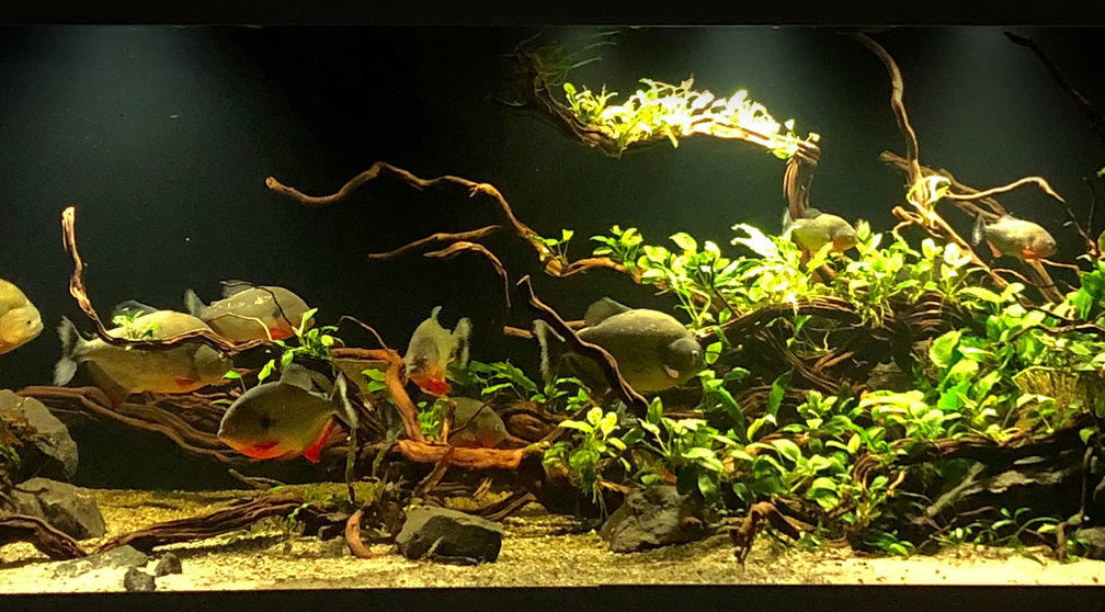 Aquarium Hauptansicht von Piranha-Aquarium