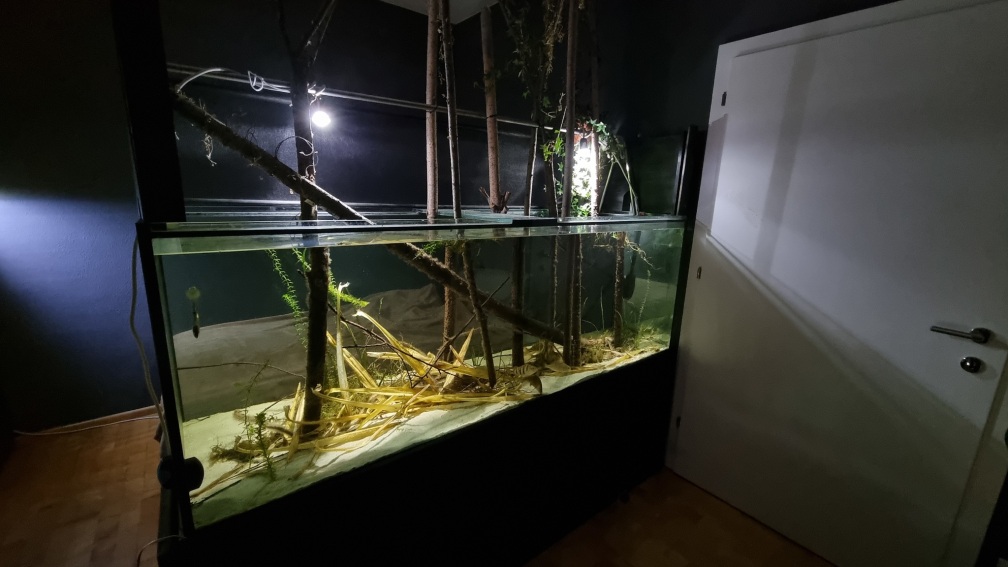 Aquarium Hauptansicht von Heimisches Kaltwasserbecken