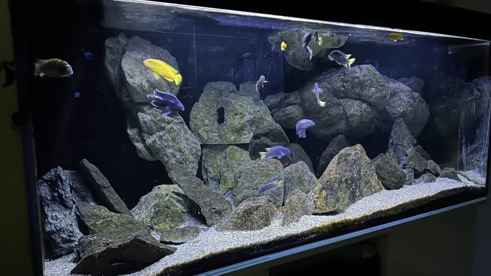 Aquarium Hauptansicht von Becken 43739