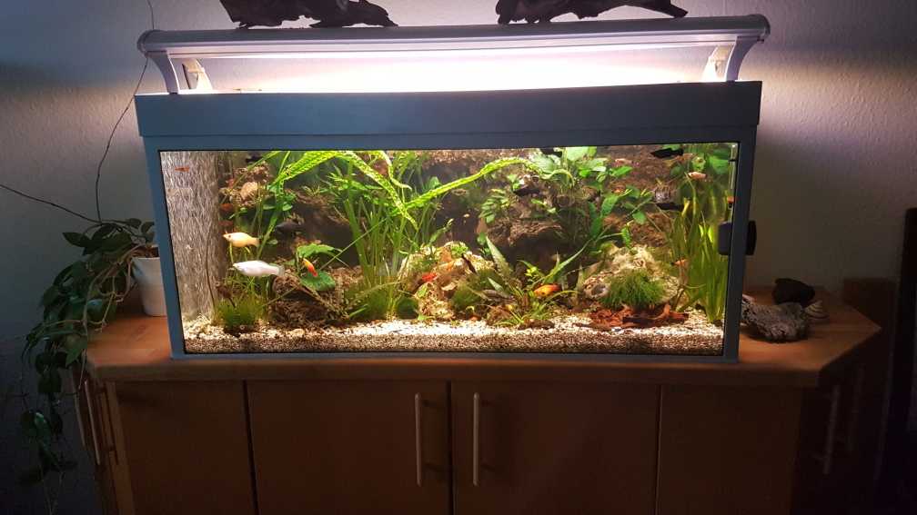 Aquarium Hauptansicht von LebendgebärendenParadies