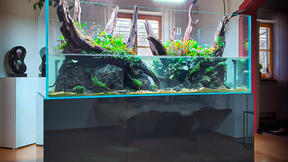 Aquarium Hauptansicht von Swamp spirit