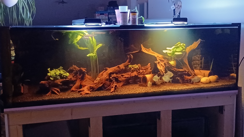 Aquarium Hauptansicht von Moorkienriff