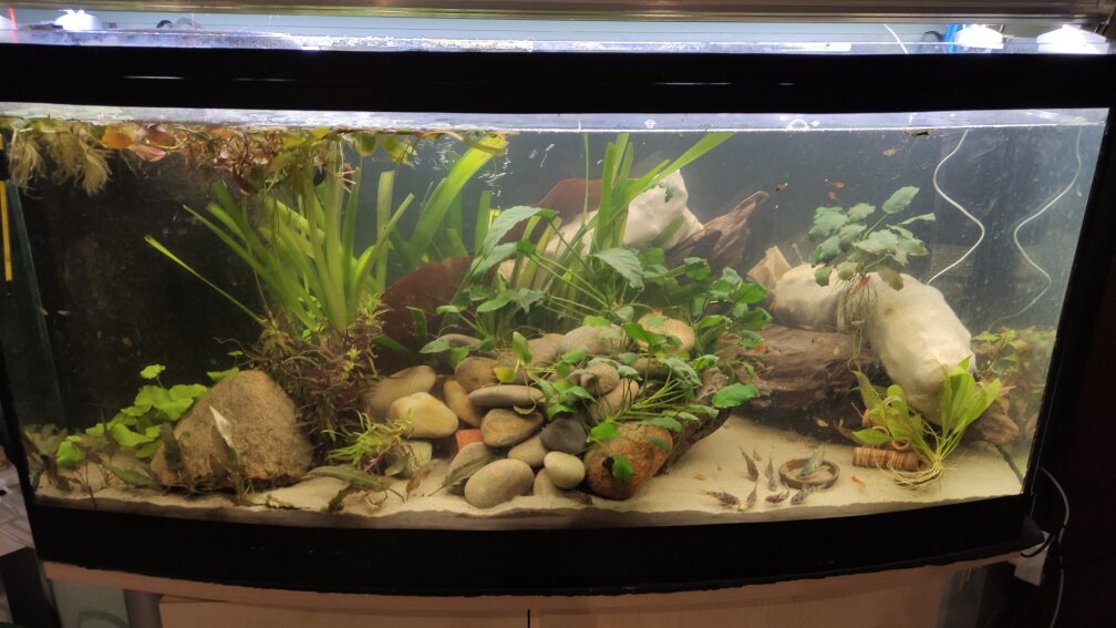Aquarium Hauptansicht von Wohnzimmer Vers. 2