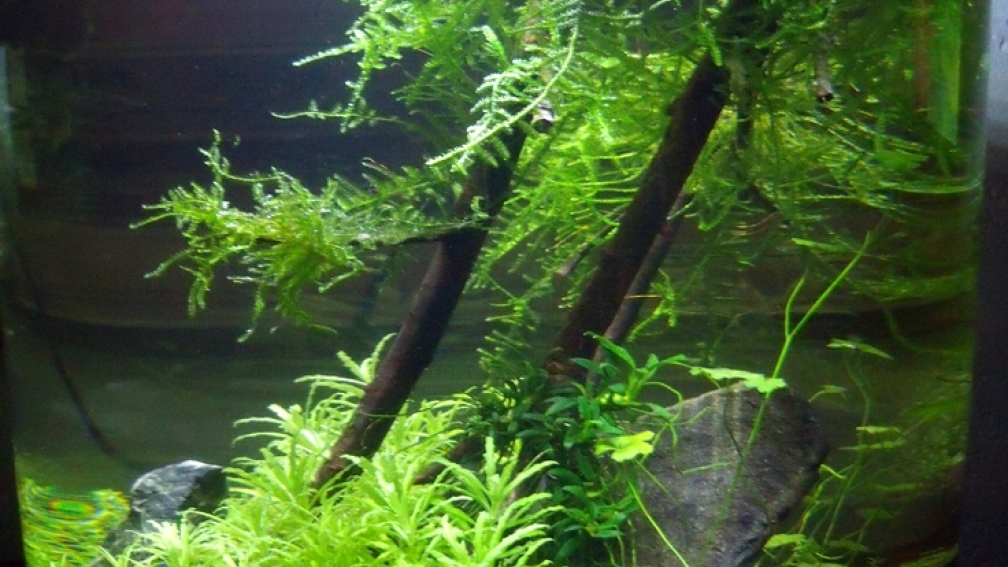 Aquarium Hauptansicht von Zylindervase