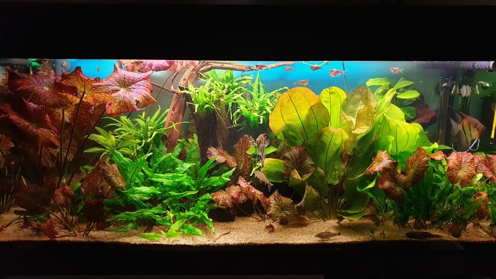 Aquarium Hauptansicht von Gesellschaftsbecken