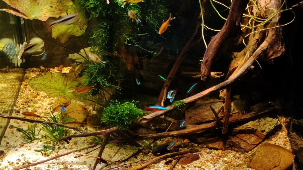 Aquarium Hauptansicht von Nur noch ein Beispiel