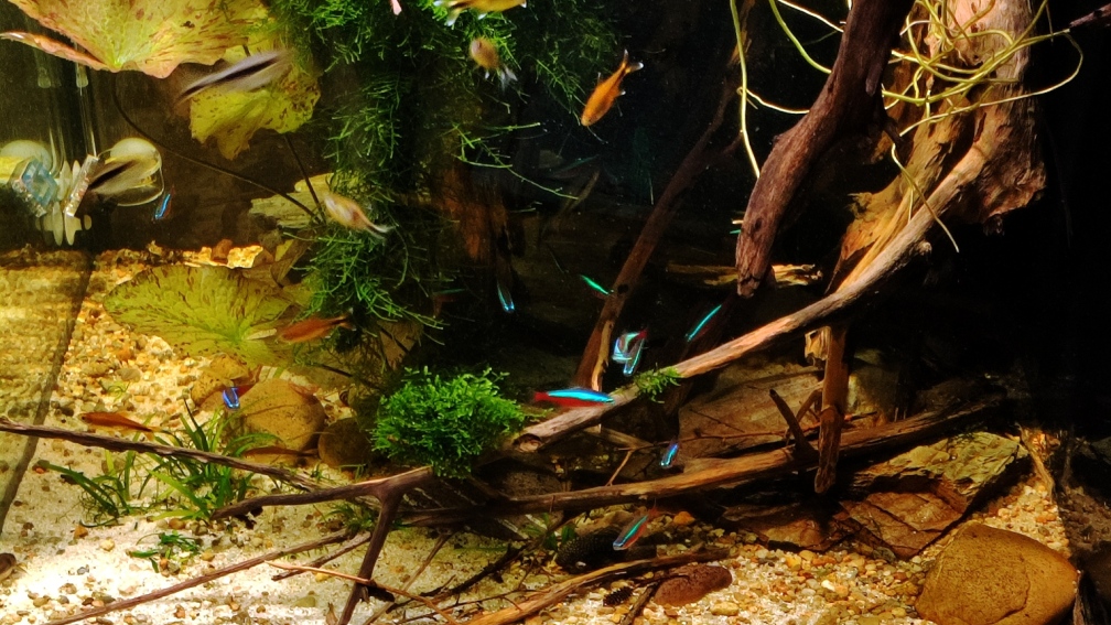 Aquarium Hauptansicht von Rio Negro Schwarzwasser Biotop